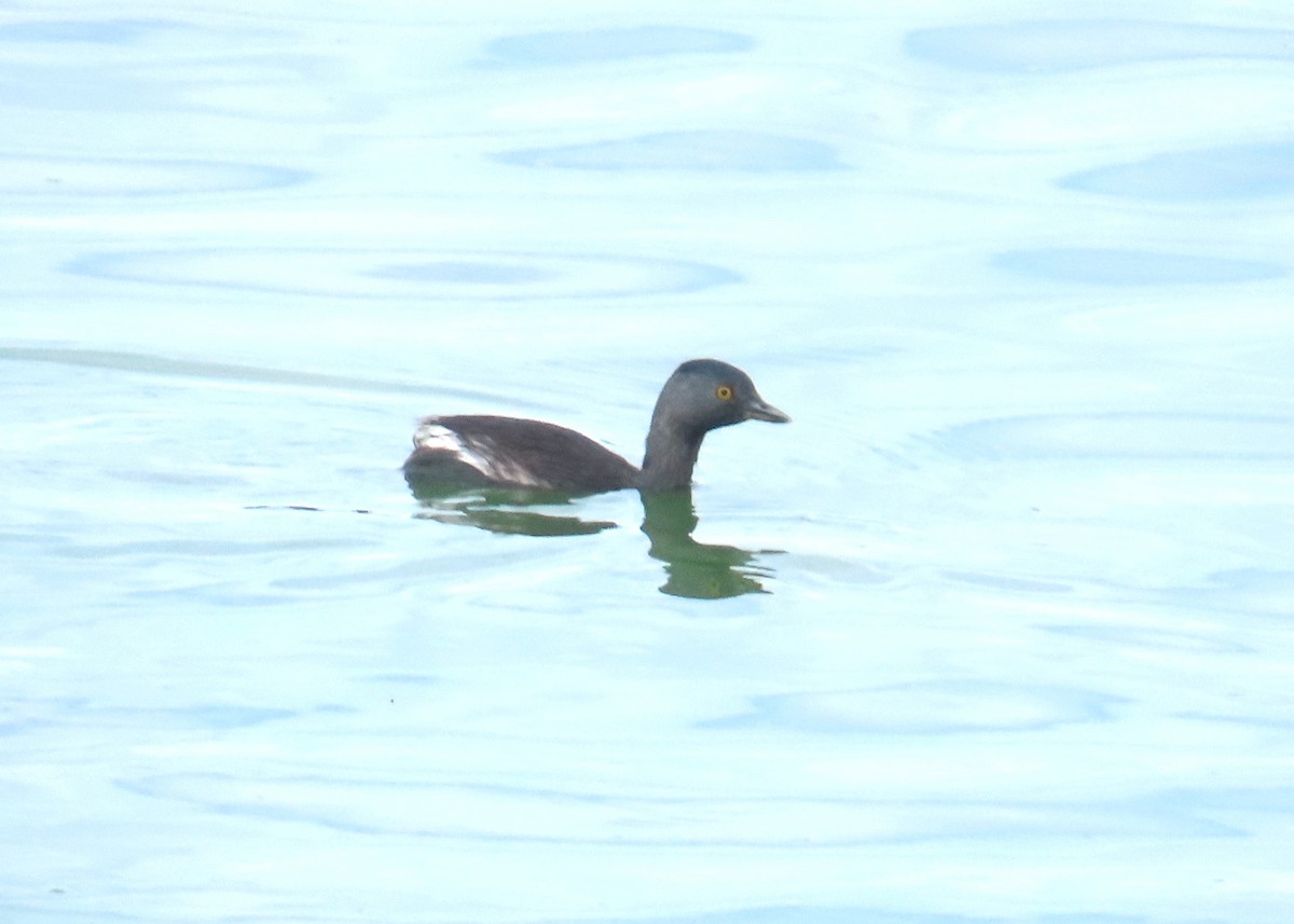 Least Grebe - ML645712252