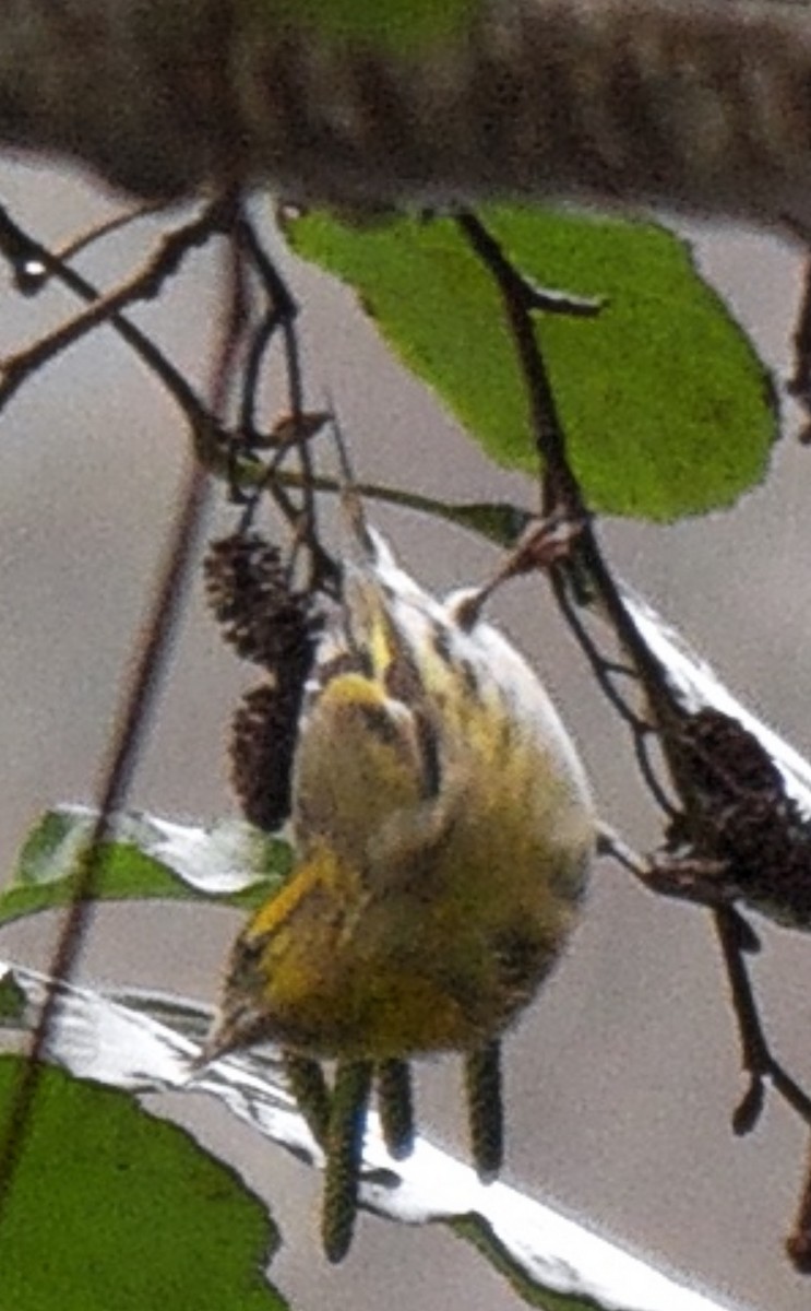 黃雀 - ML645712253