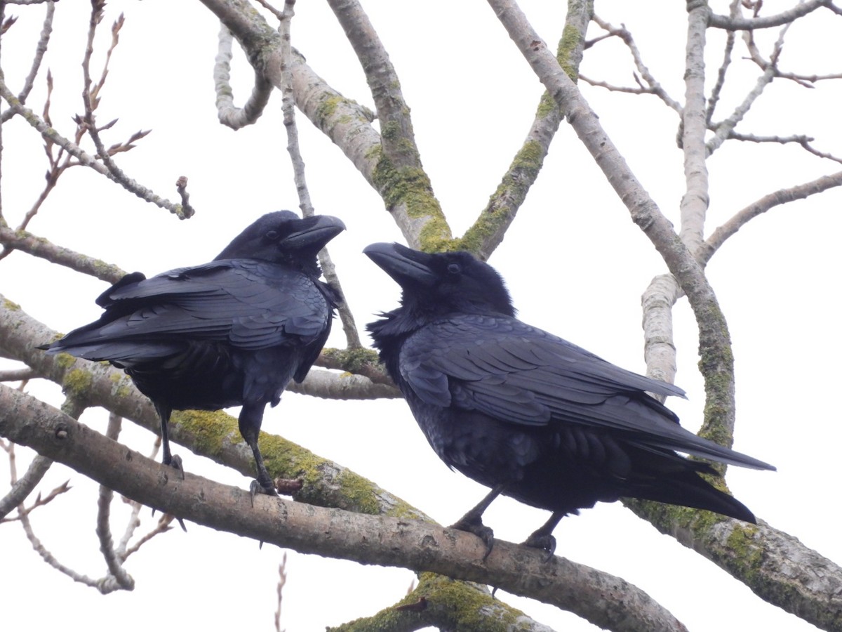 Хон хэрээ - ML645712254