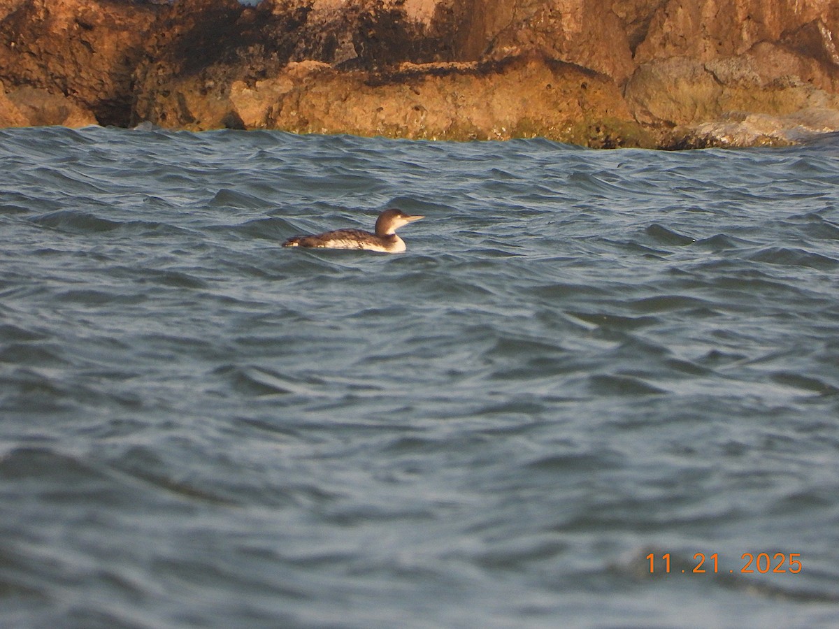 Common Loon - ML645712256