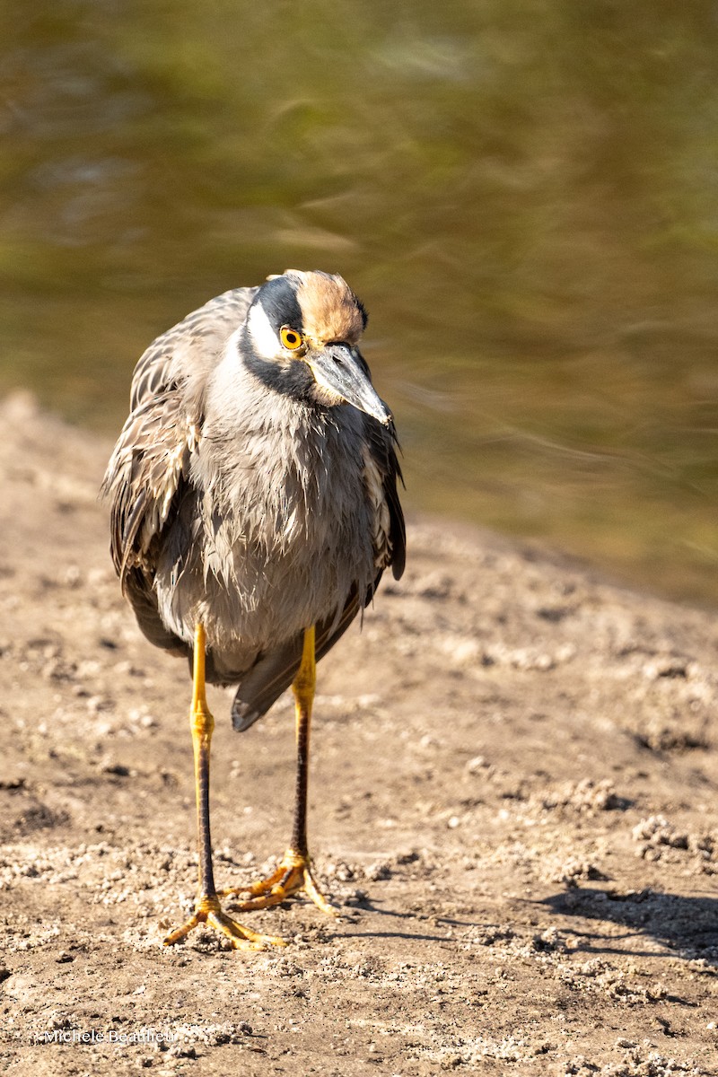 Sarı Tepeli Gece Balıkçılı - ML645712259