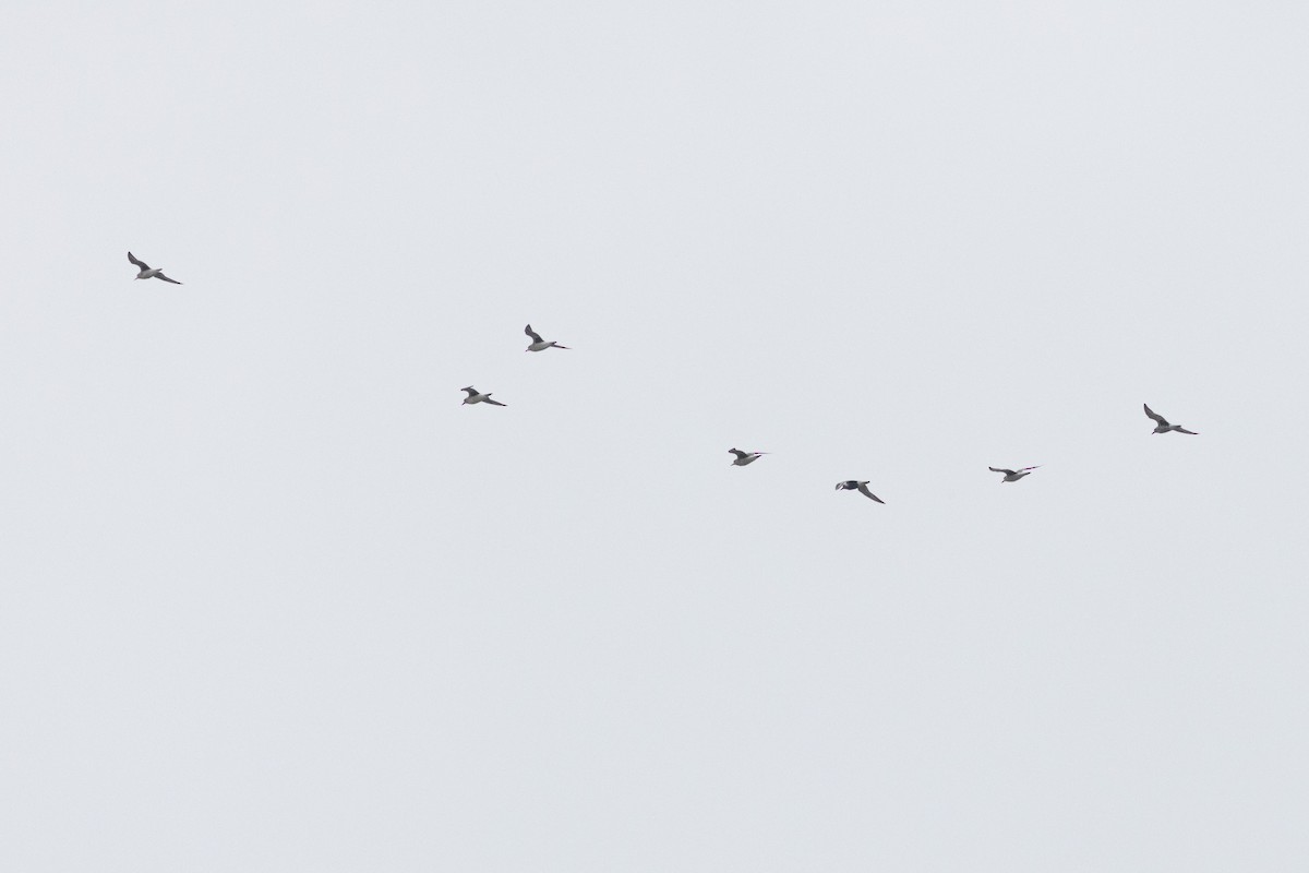 Chorlito Gris - ML645712270