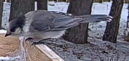 sojka šedá - ML645712291