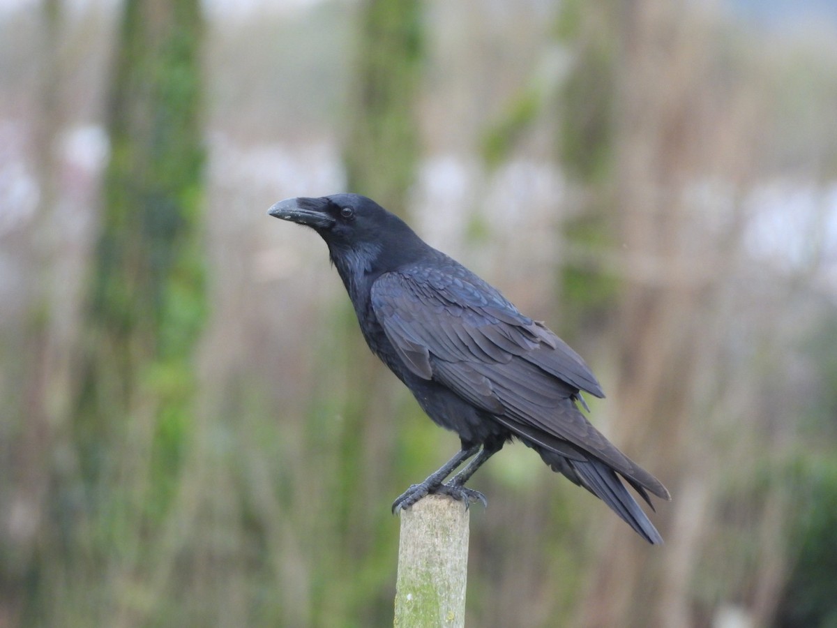 Хон хэрээ - ML645712310