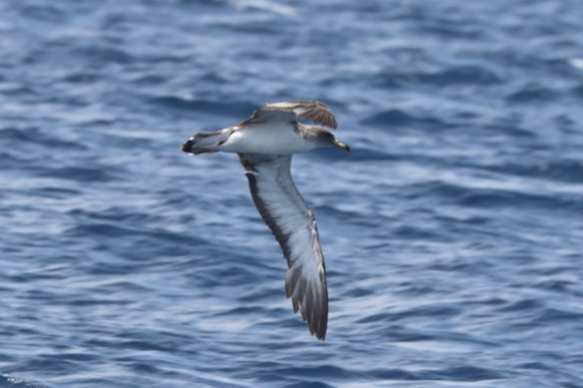 Scopoli's Shearwater - ML645712331