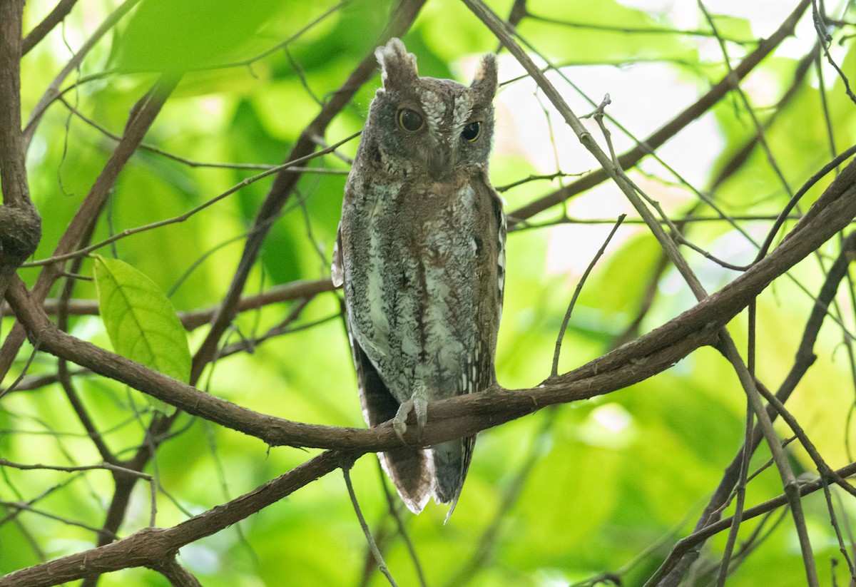 Oriental Scops-Owl - ML645712333