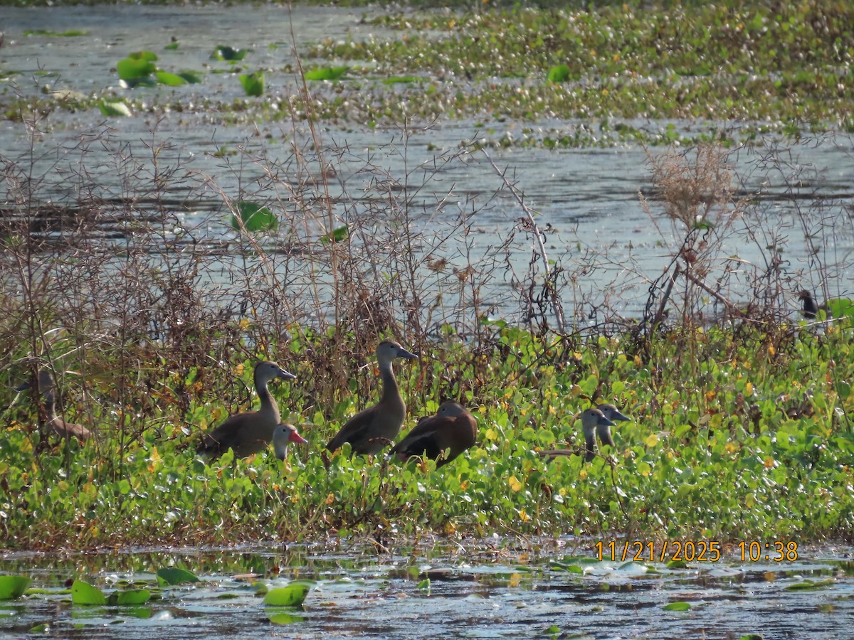 Black-bellied Whistling-Duck - ML645712335
