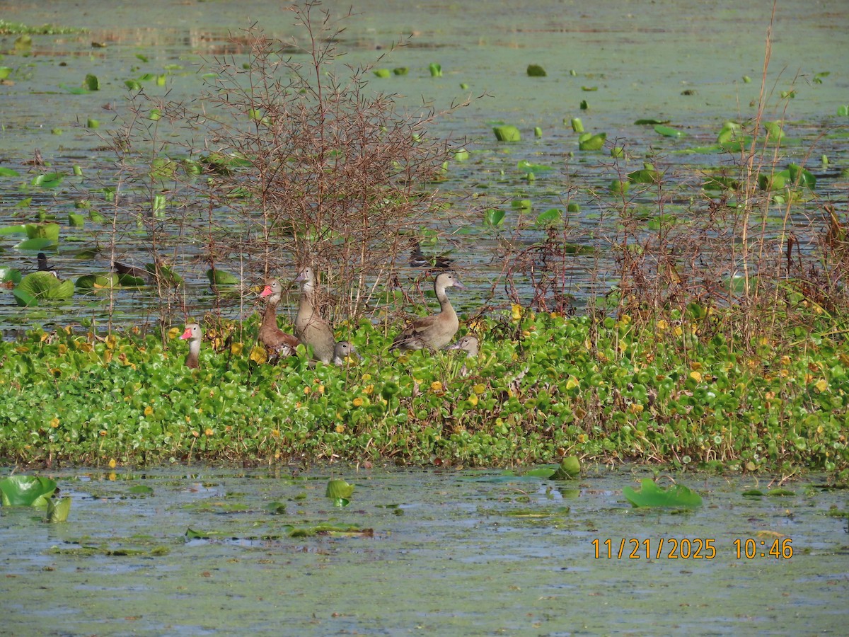 Black-bellied Whistling-Duck - ML645712337