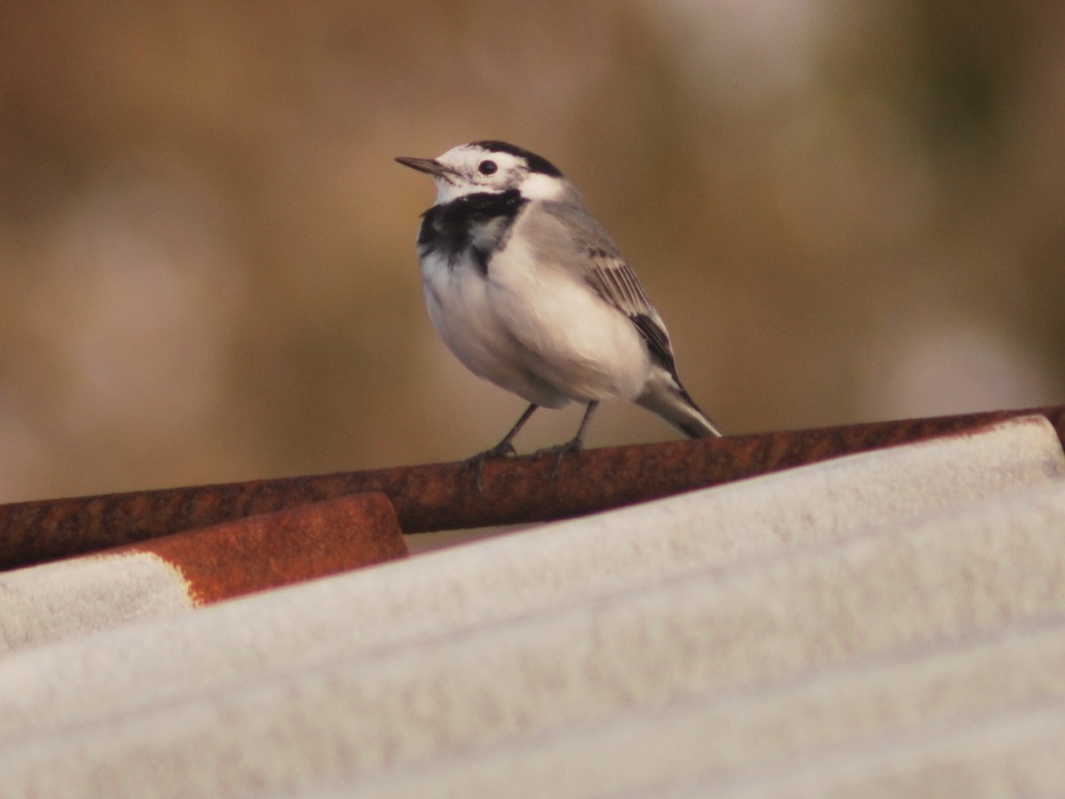 White Wagtail - ML645712348