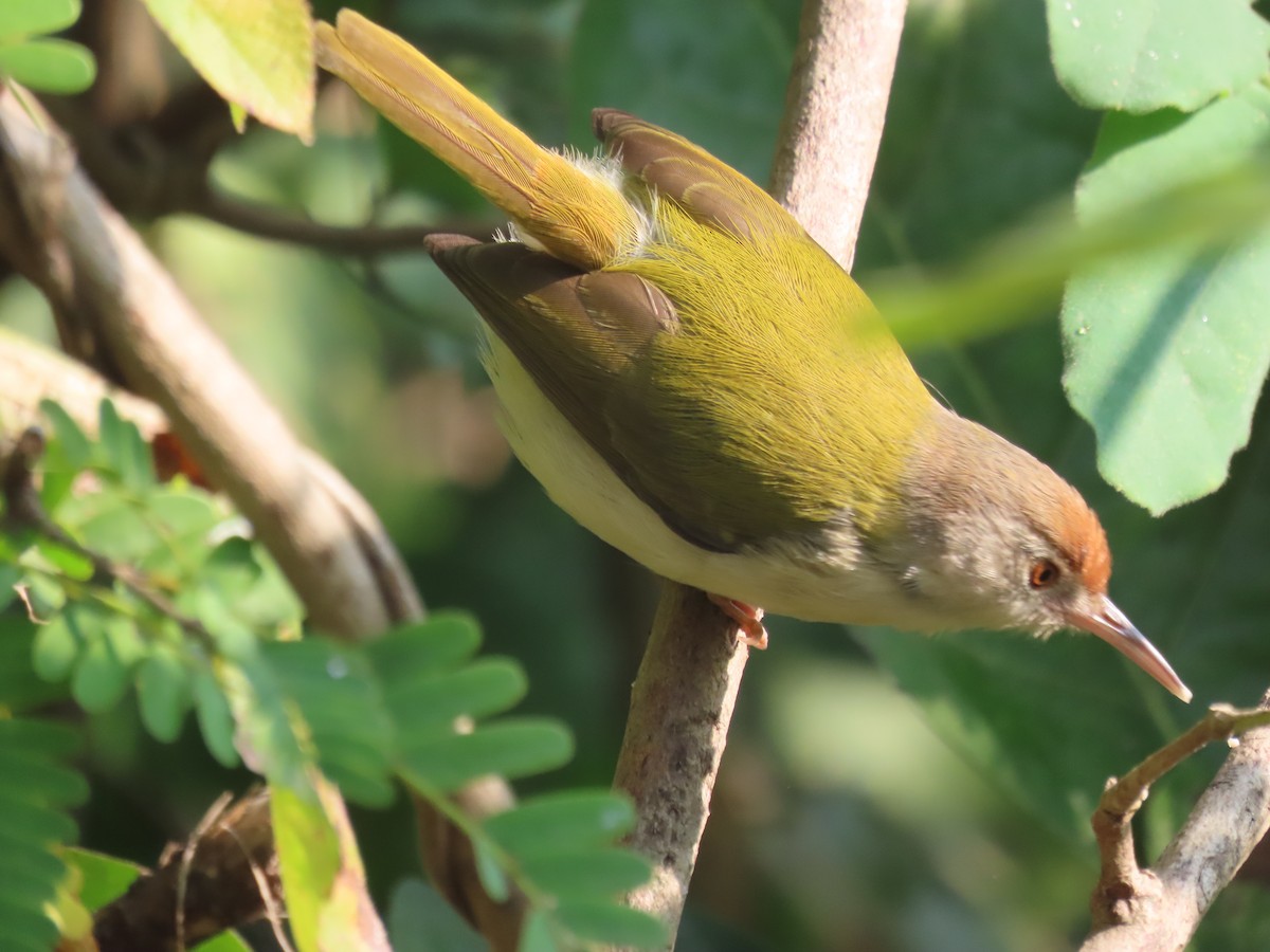 langstjertskredderfugl - ML645712351