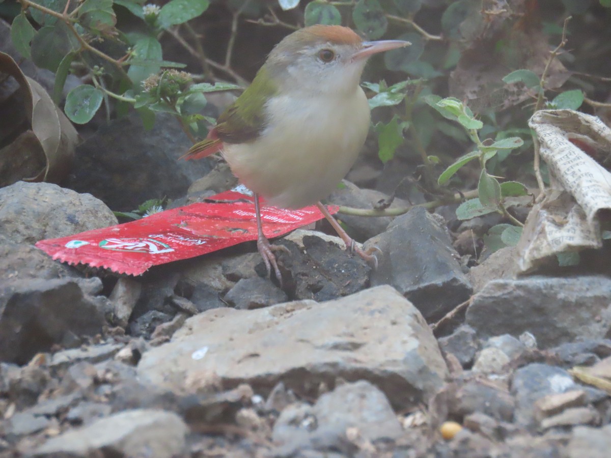 langstjertskredderfugl - ML645712352