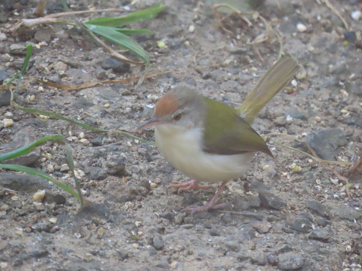 langstjertskredderfugl - ML645712353