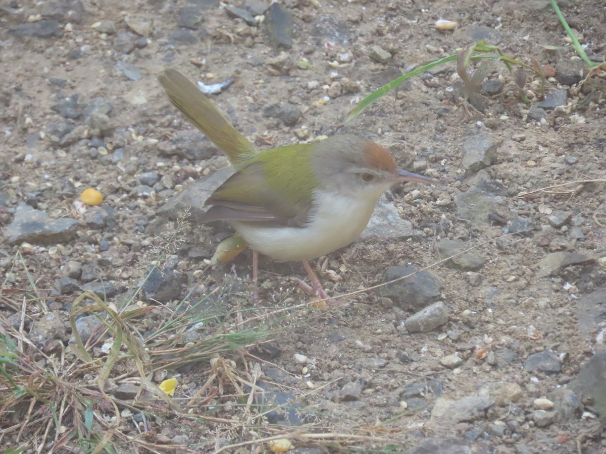 langstjertskredderfugl - ML645712355