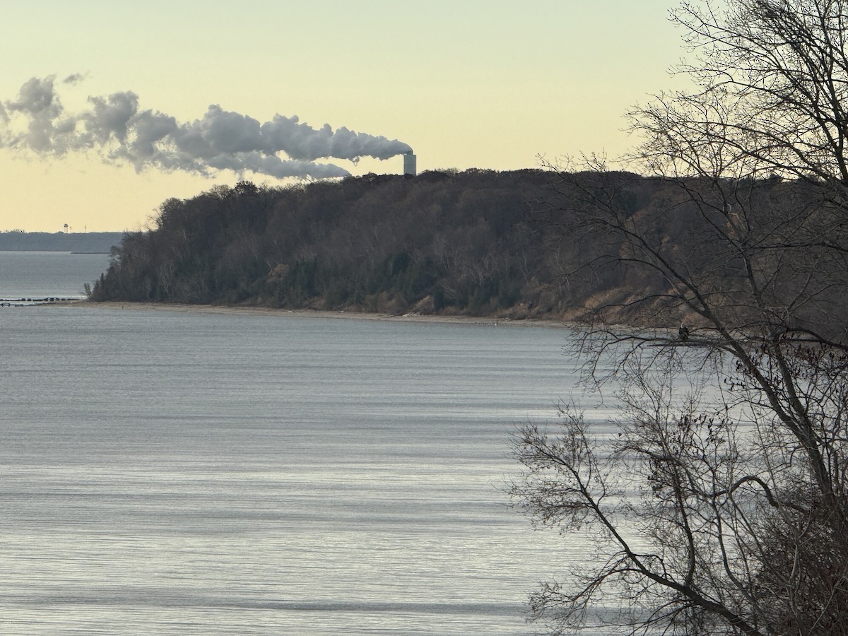 Bald Eagle - ML645712356