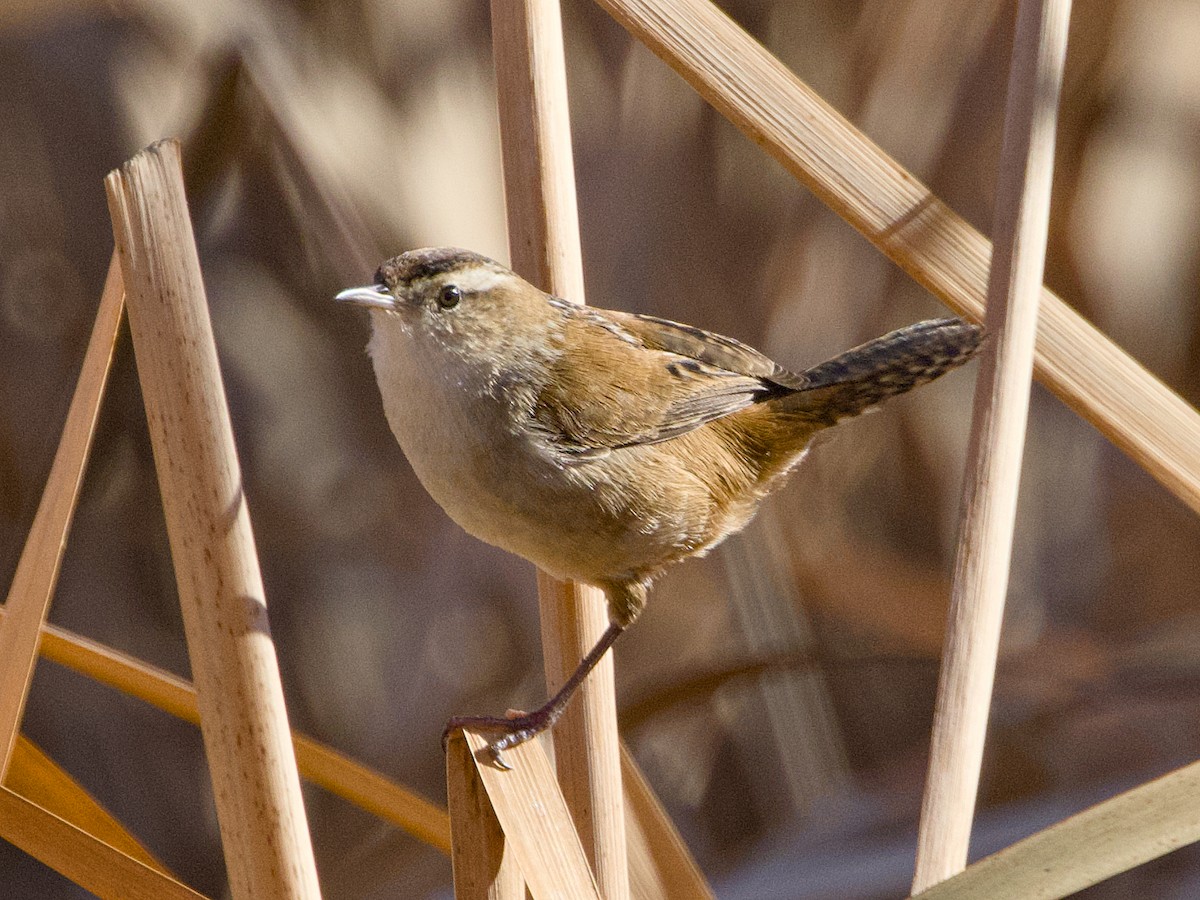 Marsh Wren - ML645712365