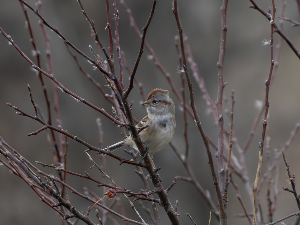 Пасовник північний - ML645712372