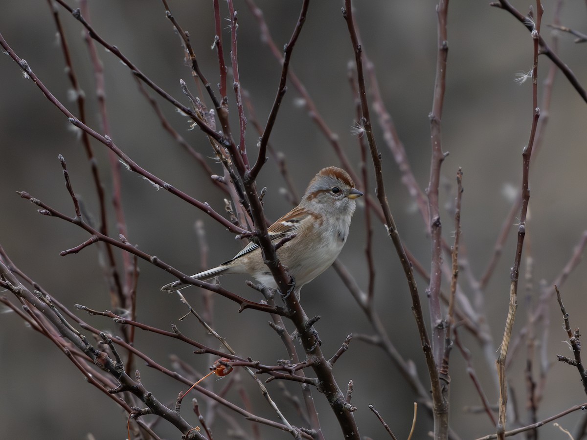 Пасовник північний - ML645712373