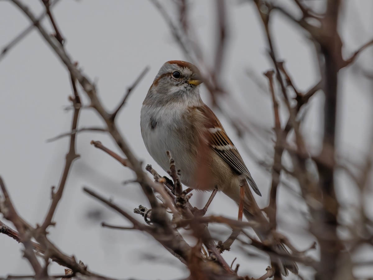 Пасовник північний - ML645712374