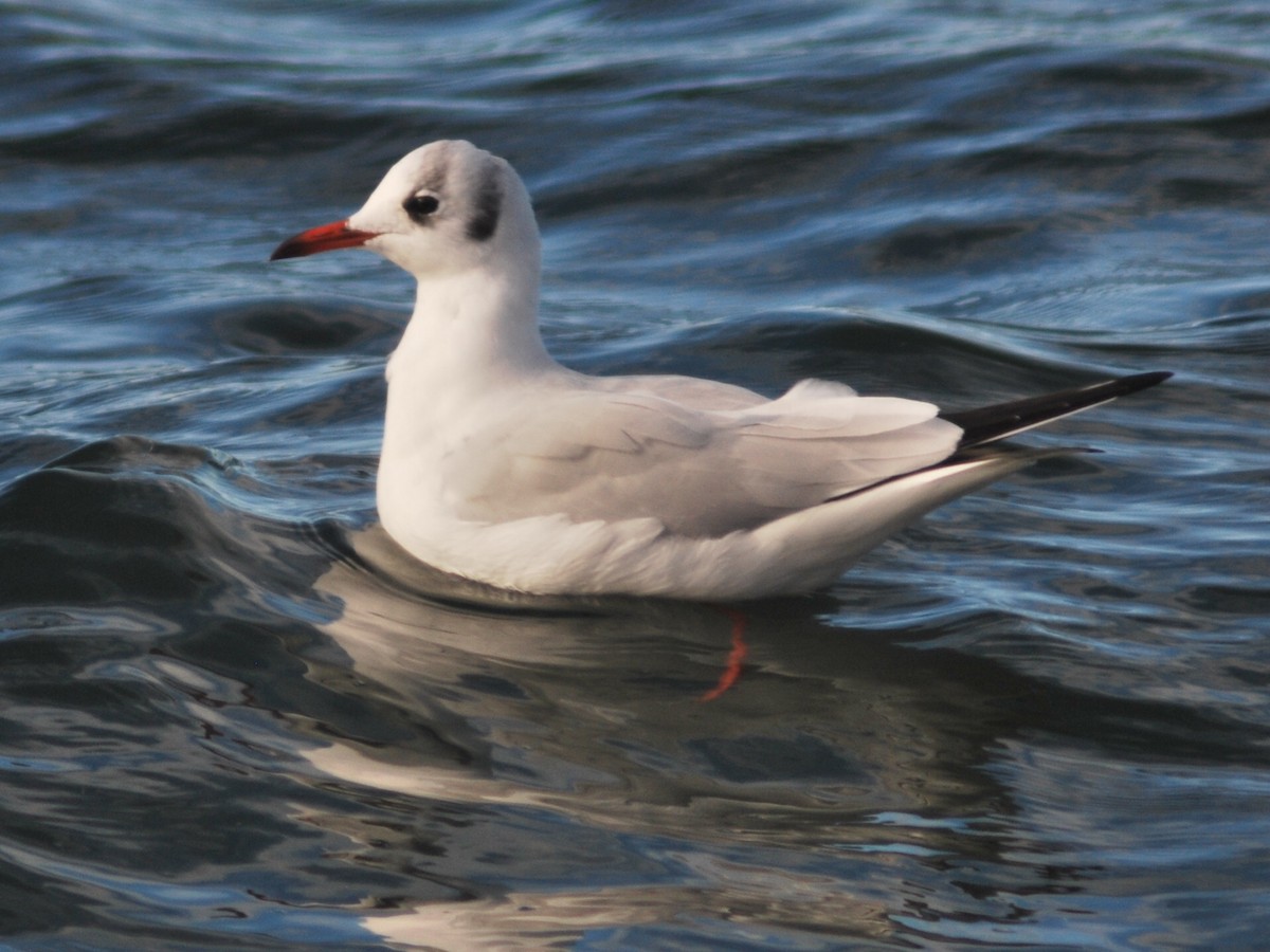 Black-headed Gull - ML645712380