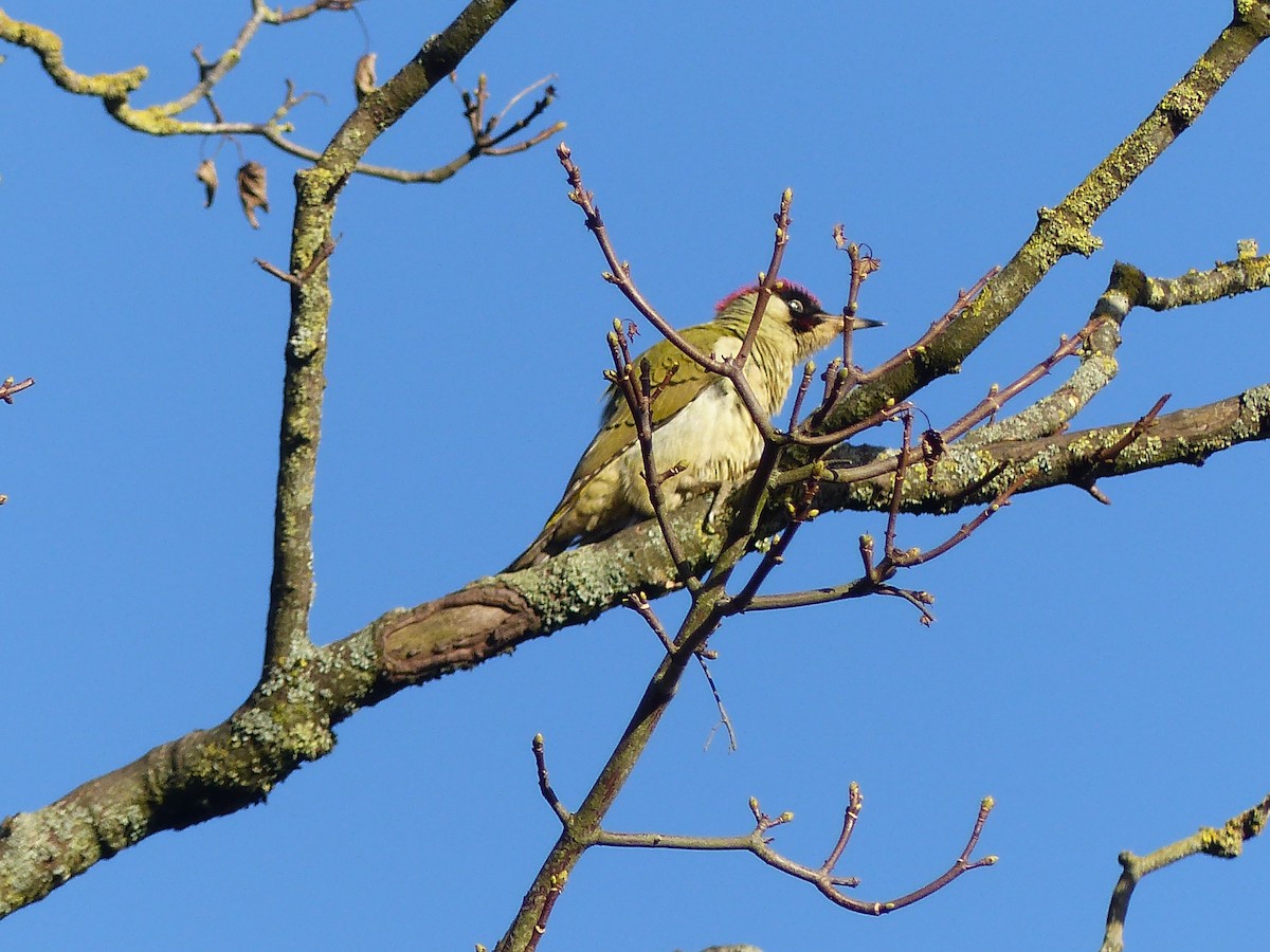 נקר ירוק - ML645712391