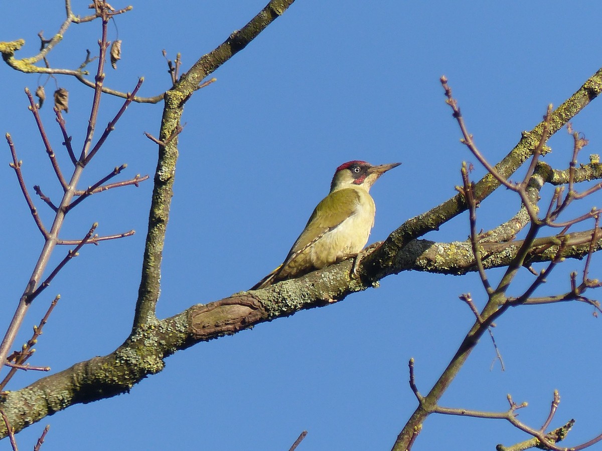 נקר ירוק - ML645712392