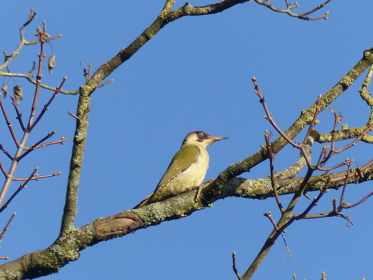 נקר ירוק - ML645712393