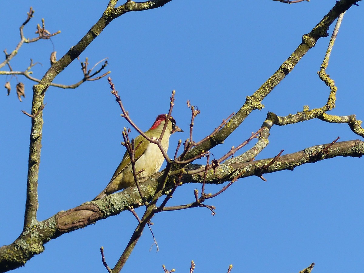 נקר ירוק - ML645712394