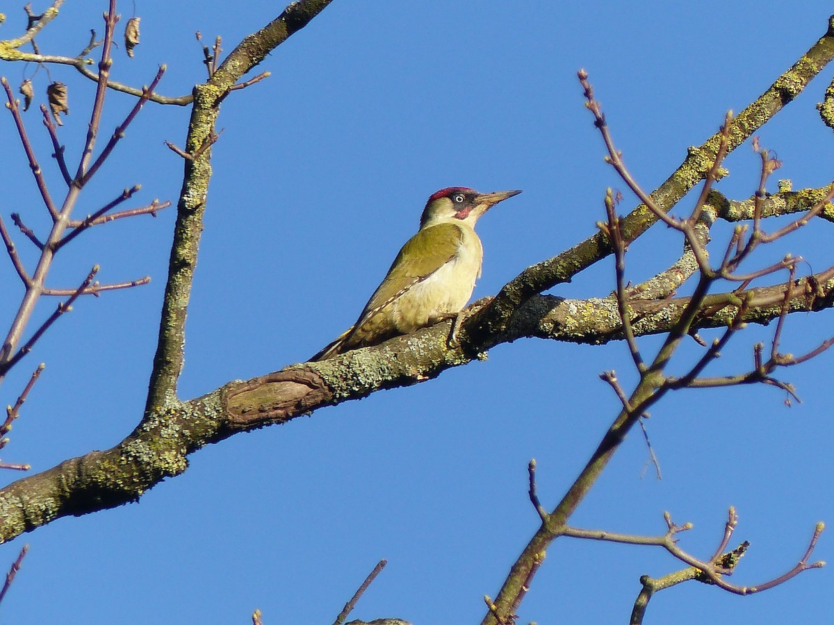 נקר ירוק - ML645712395