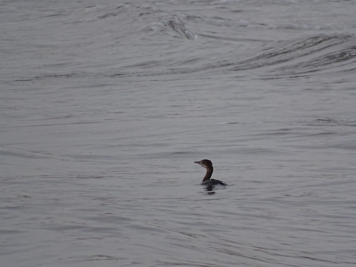 Ubarroi txikia - ML645712405