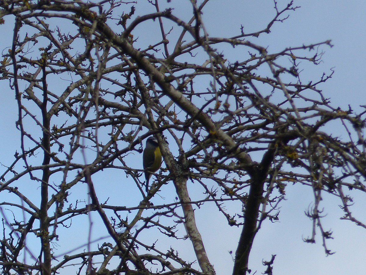 Eurasian Blue Tit - ML645712407