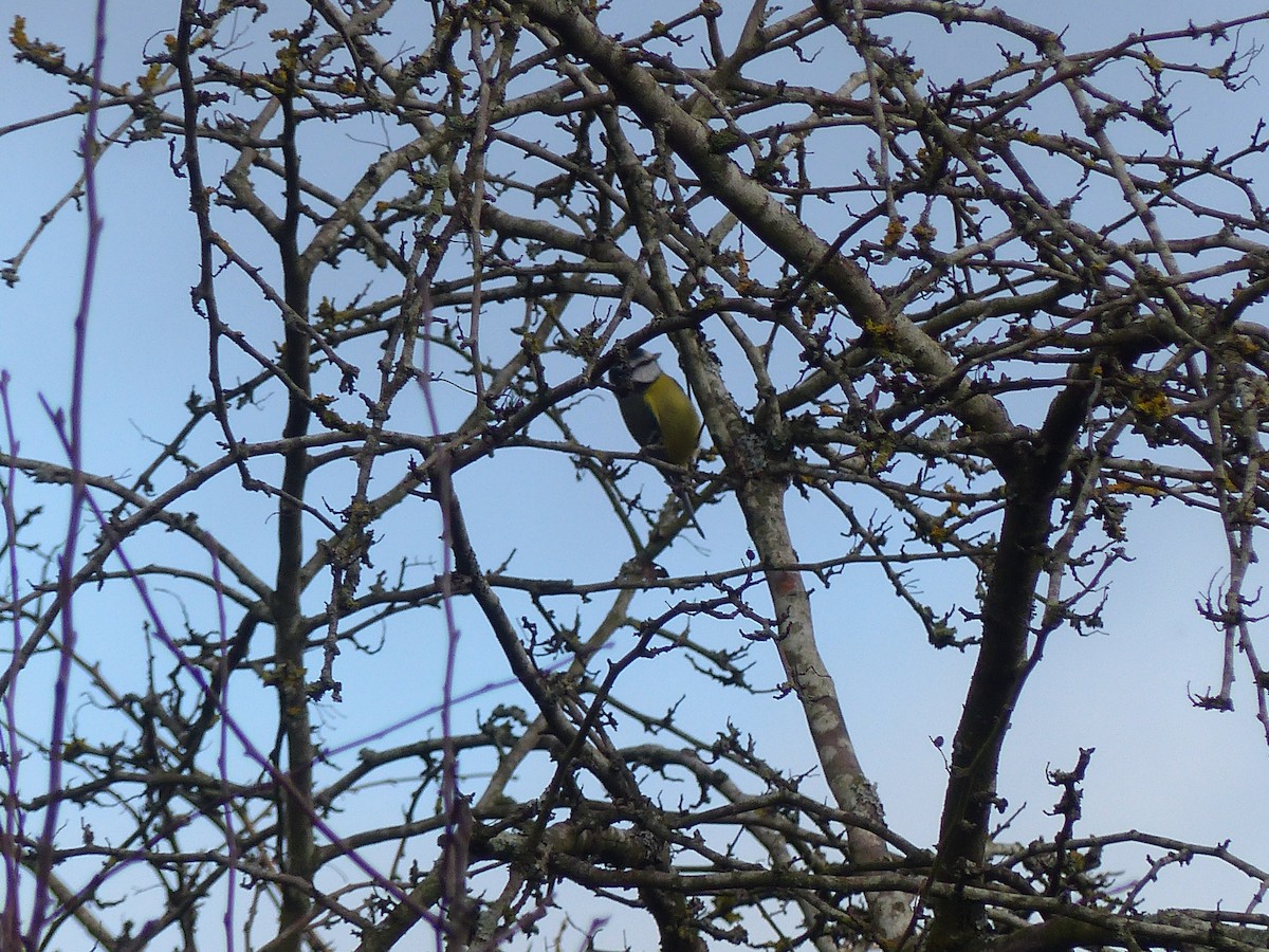 Eurasian Blue Tit - ML645712408