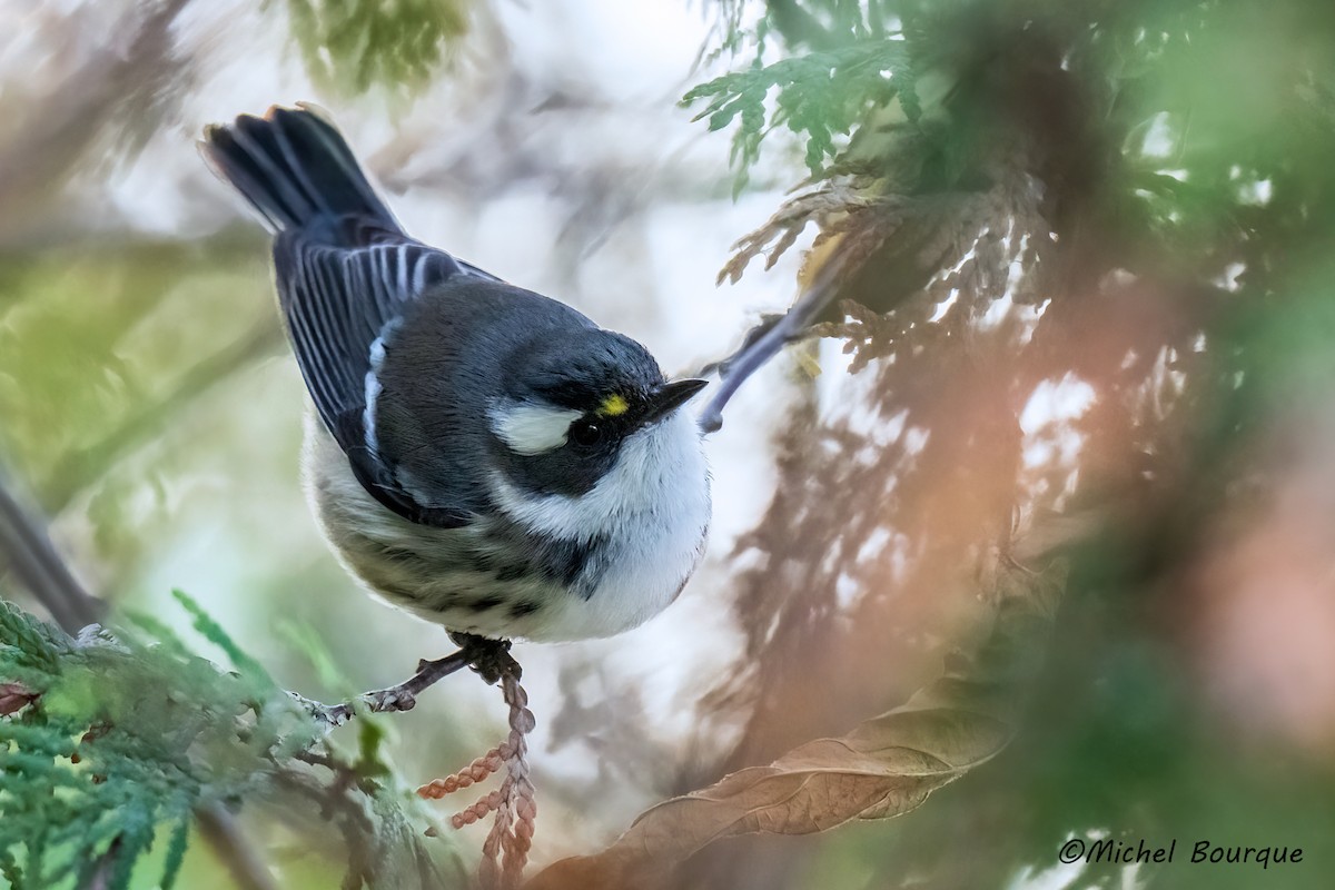 Black-throated Gray Warbler - ML645712414