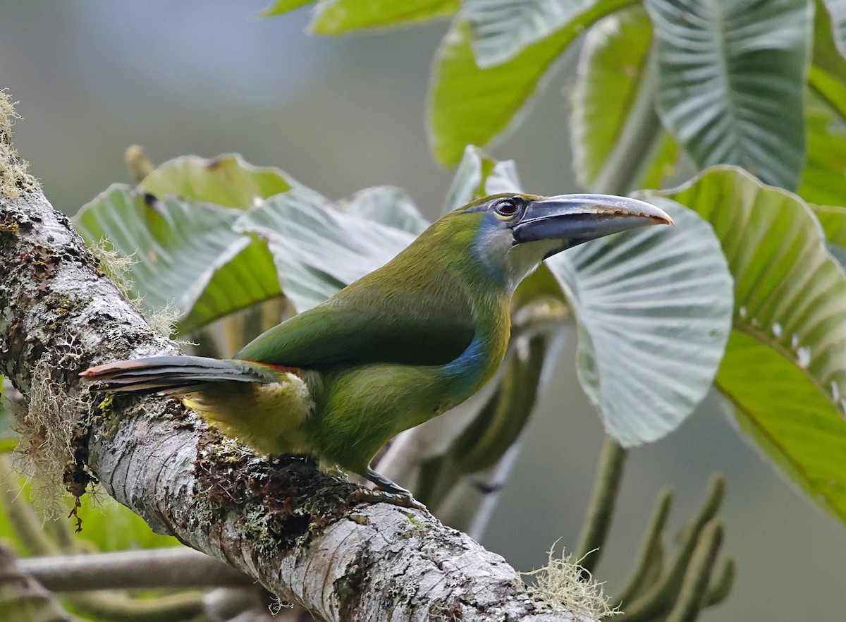 Blue-banded Toucanet - ML645712420