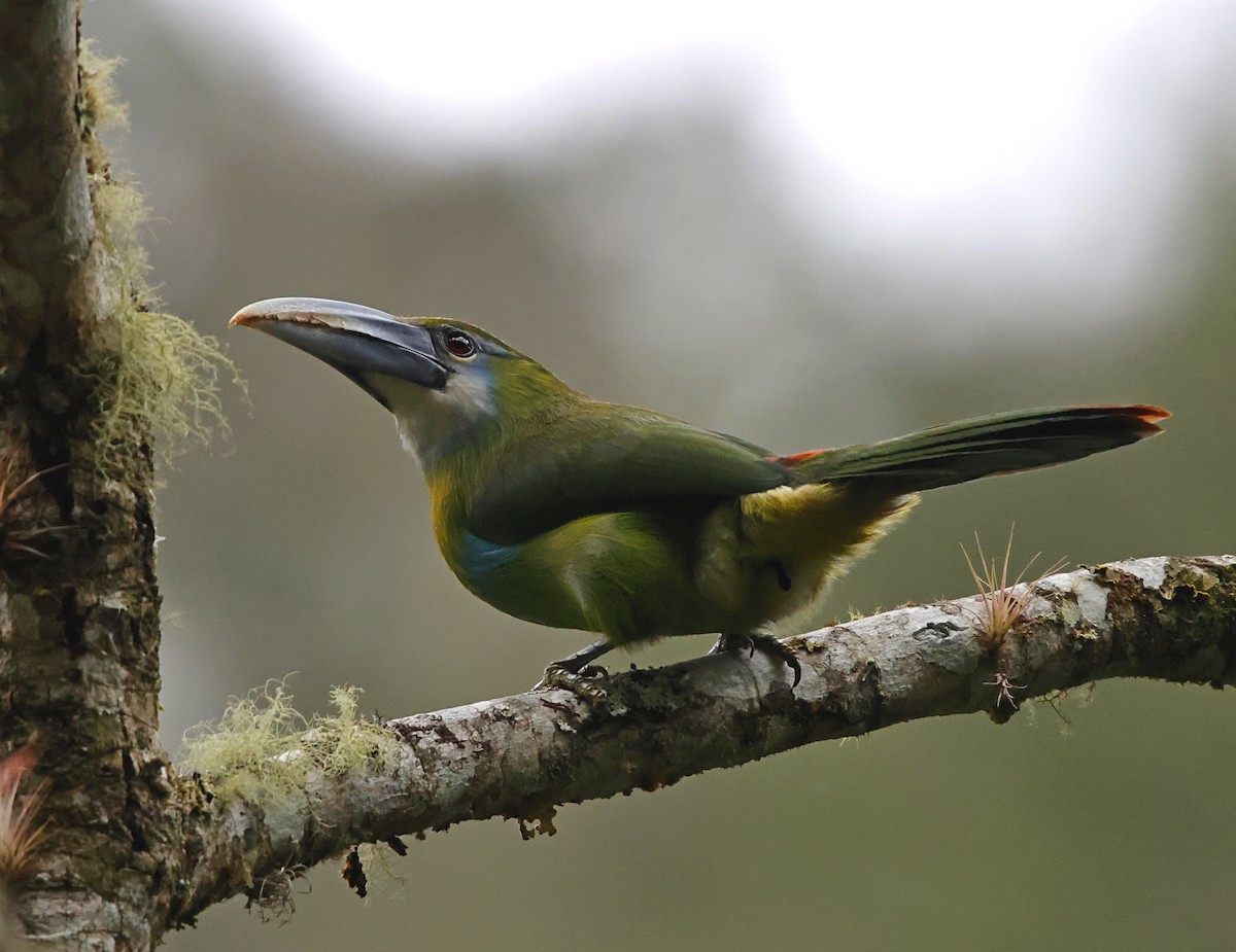 Blue-banded Toucanet - ML645712421