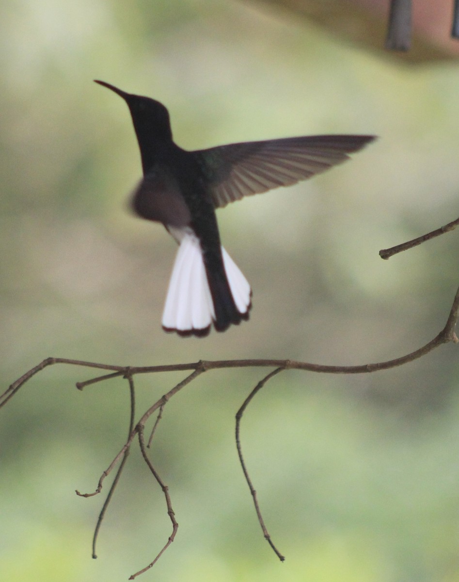 Black Jacobin - ML645712434