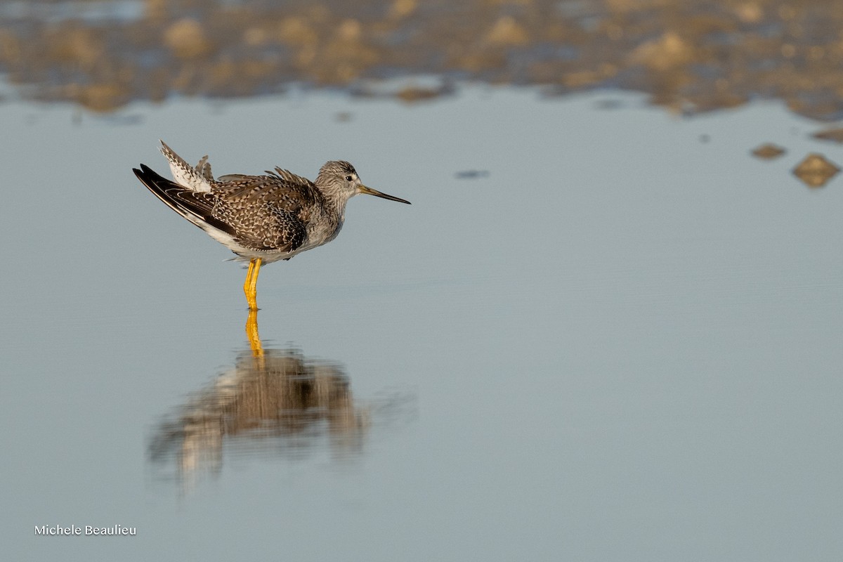 Greater Yellowlegs - ML645712436