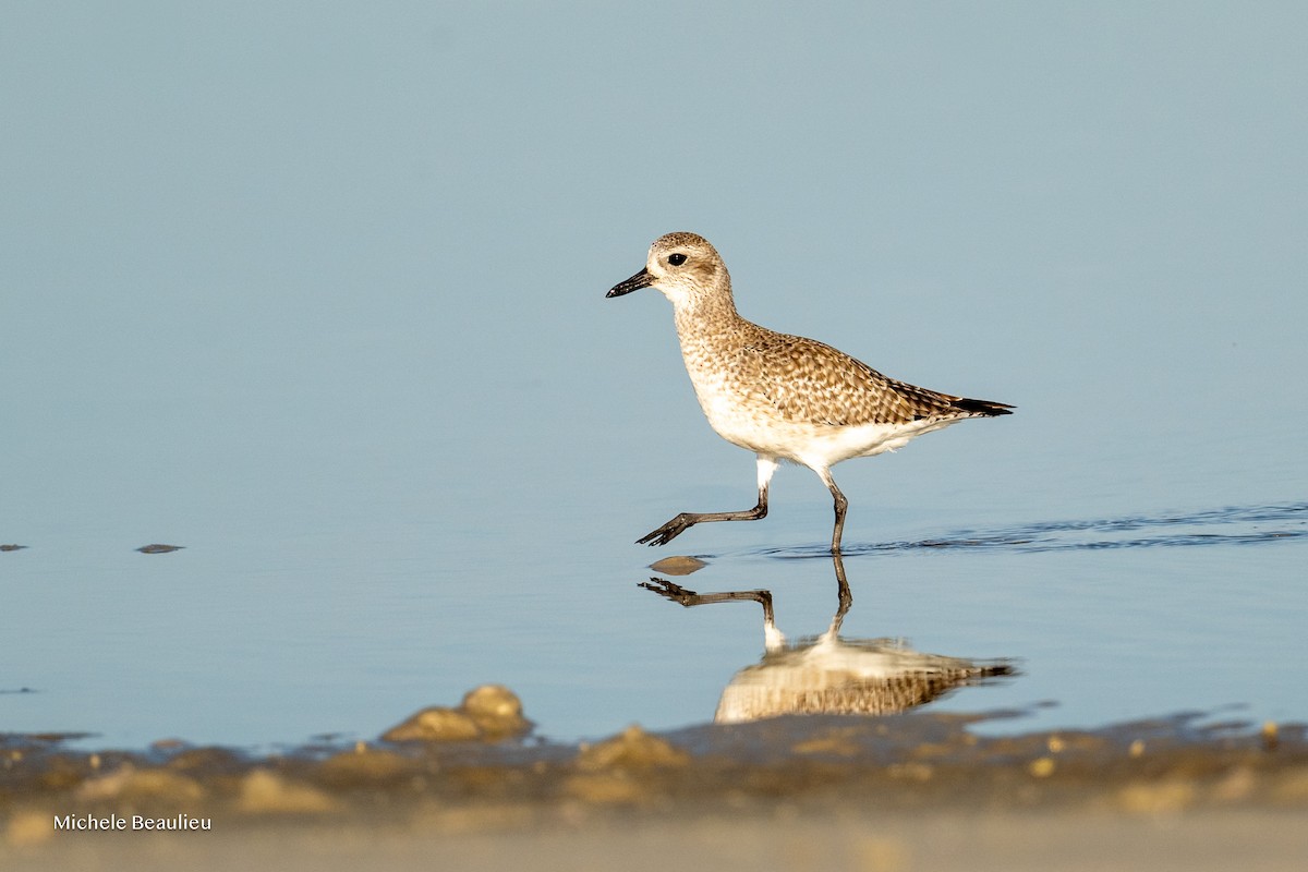 Chorlito Gris - ML645712465