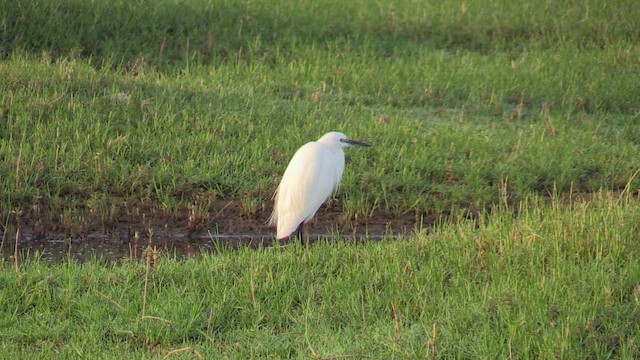 Little Egret - ML645712485