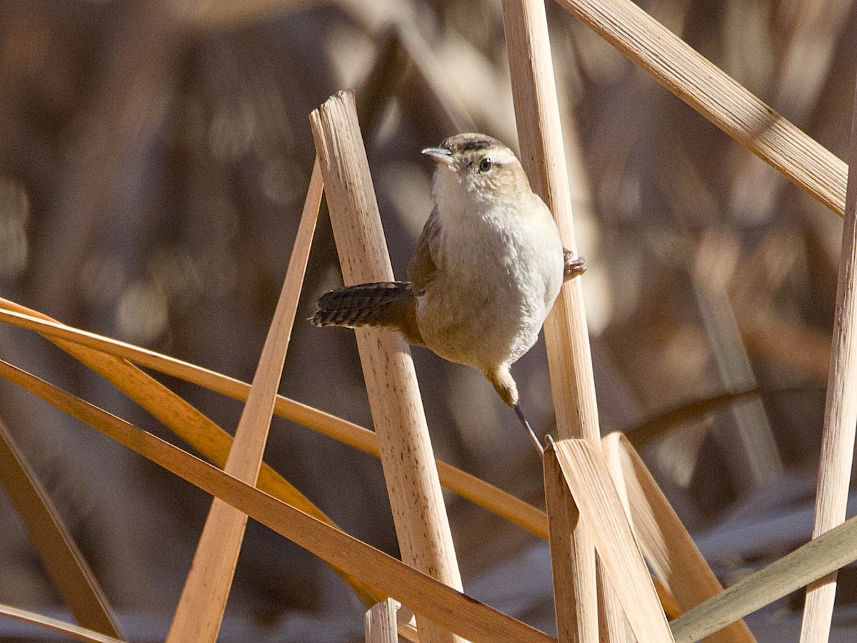 Marsh Wren - ML645712486