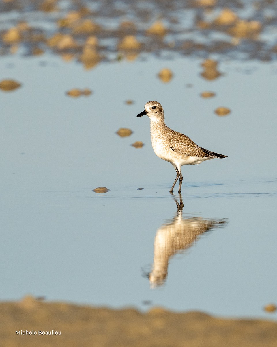 Chorlito Gris - ML645712488