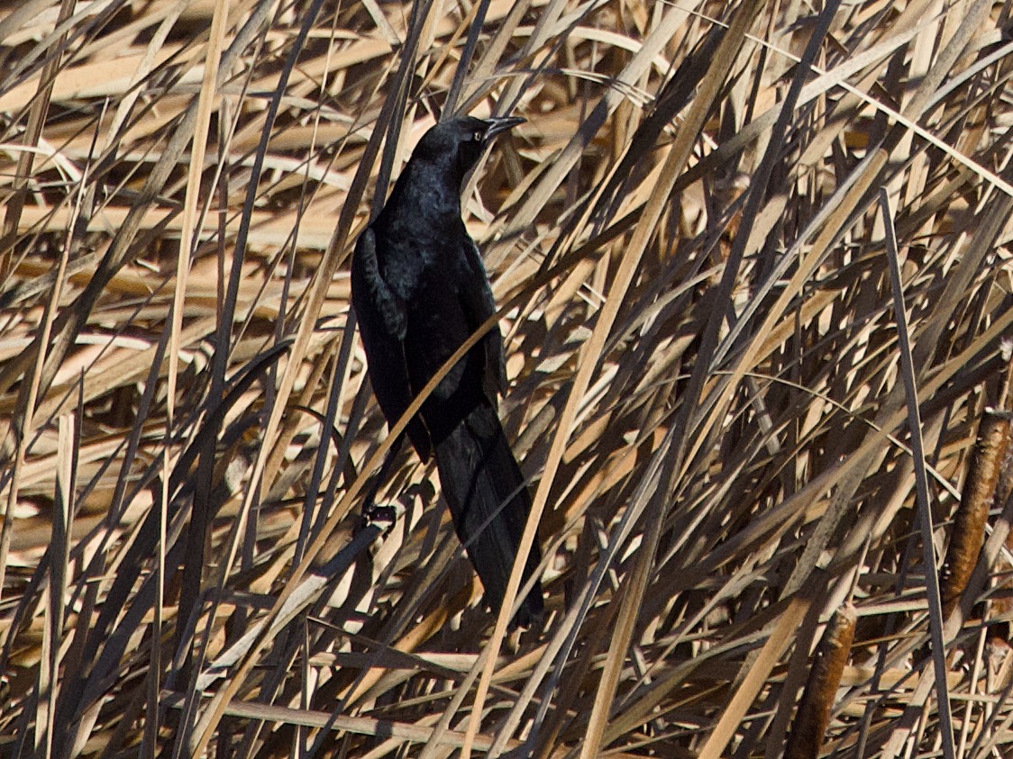 Common Grackle - ML645712534