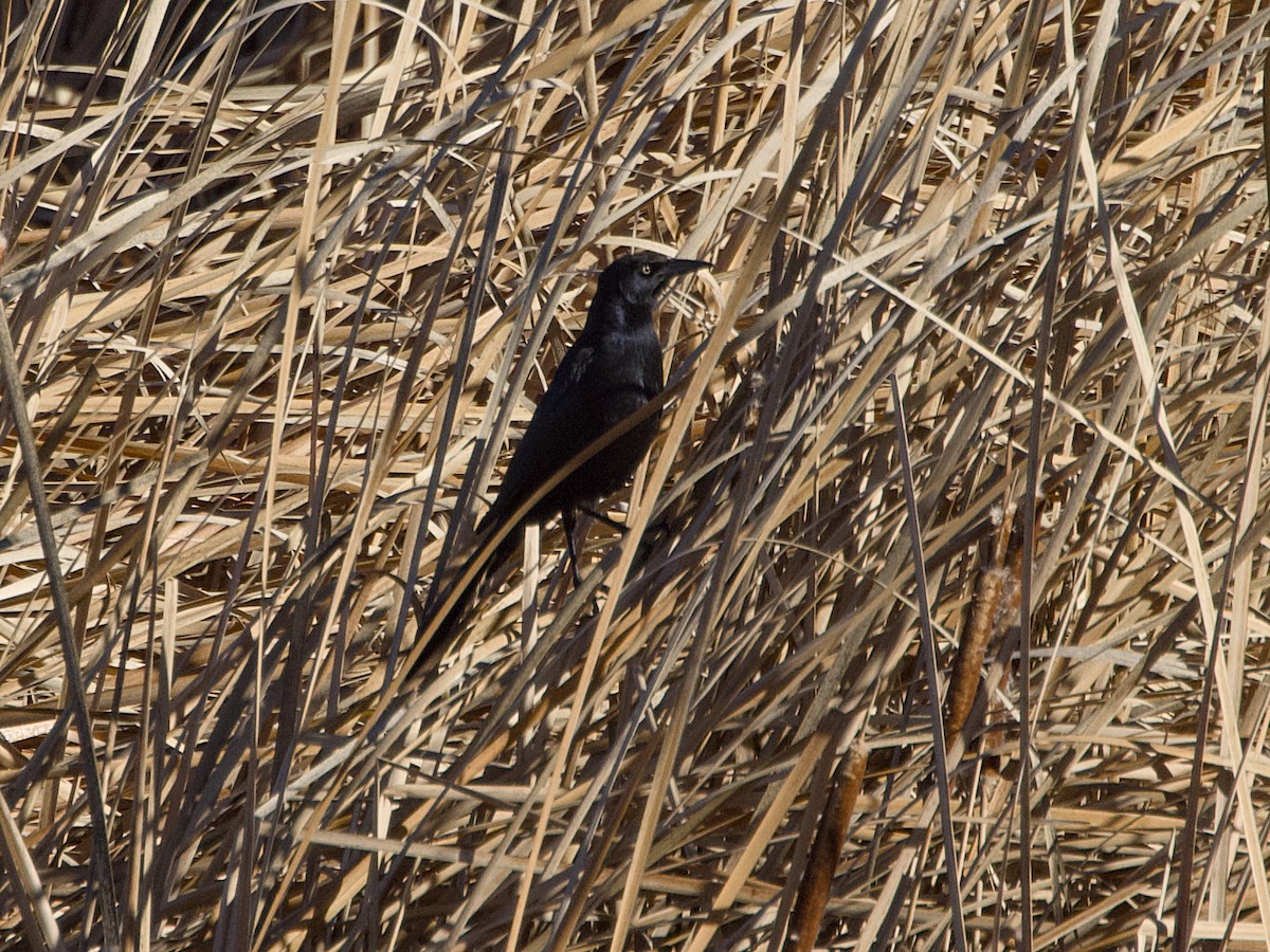 Common Grackle - ML645712535