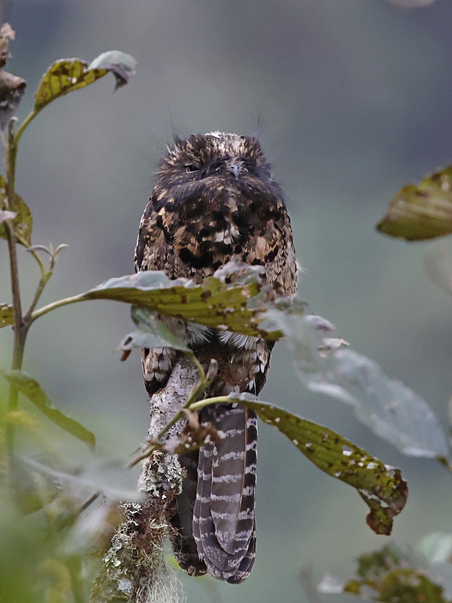 And Putusu - ML645712536