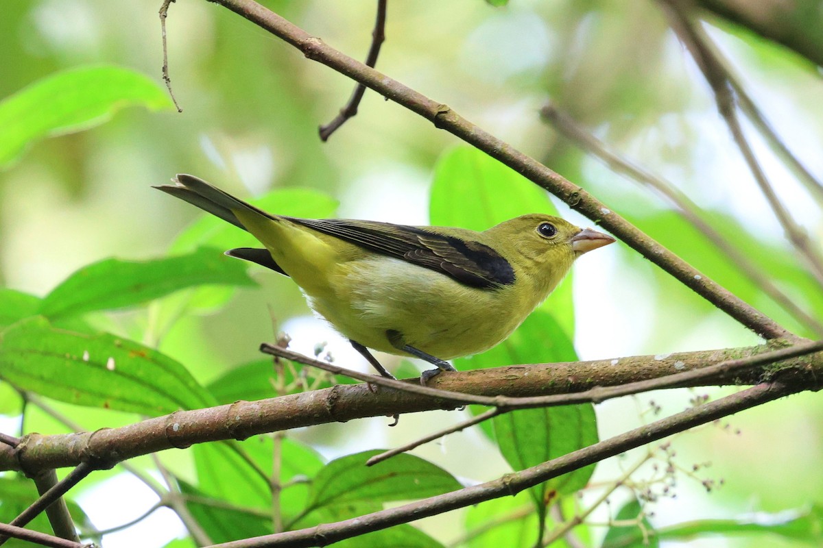 Піранга кармінова - ML645712537