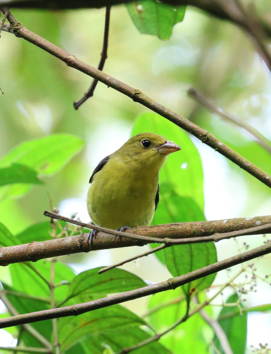 Піранга кармінова - ML645712538