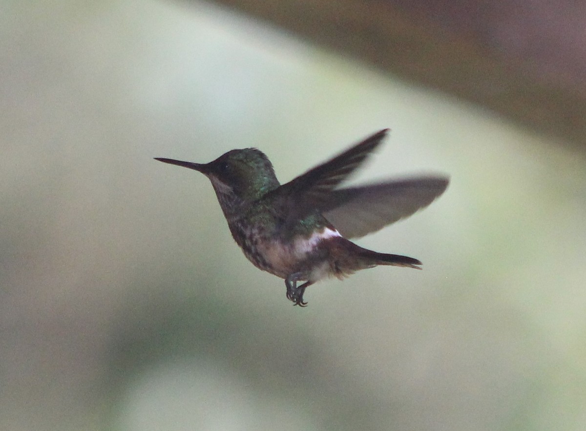 Festive Coquette - ML645712549