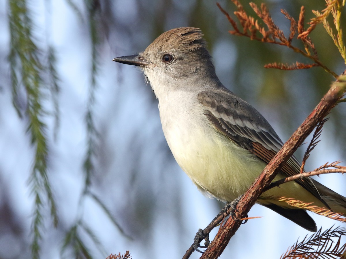 Ash-throated Flycatcher - ML645712562