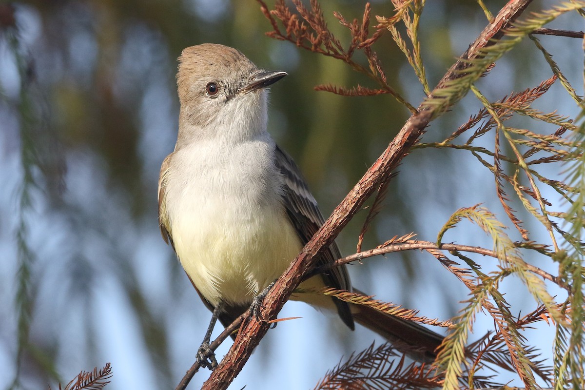 Ash-throated Flycatcher - ML645712563