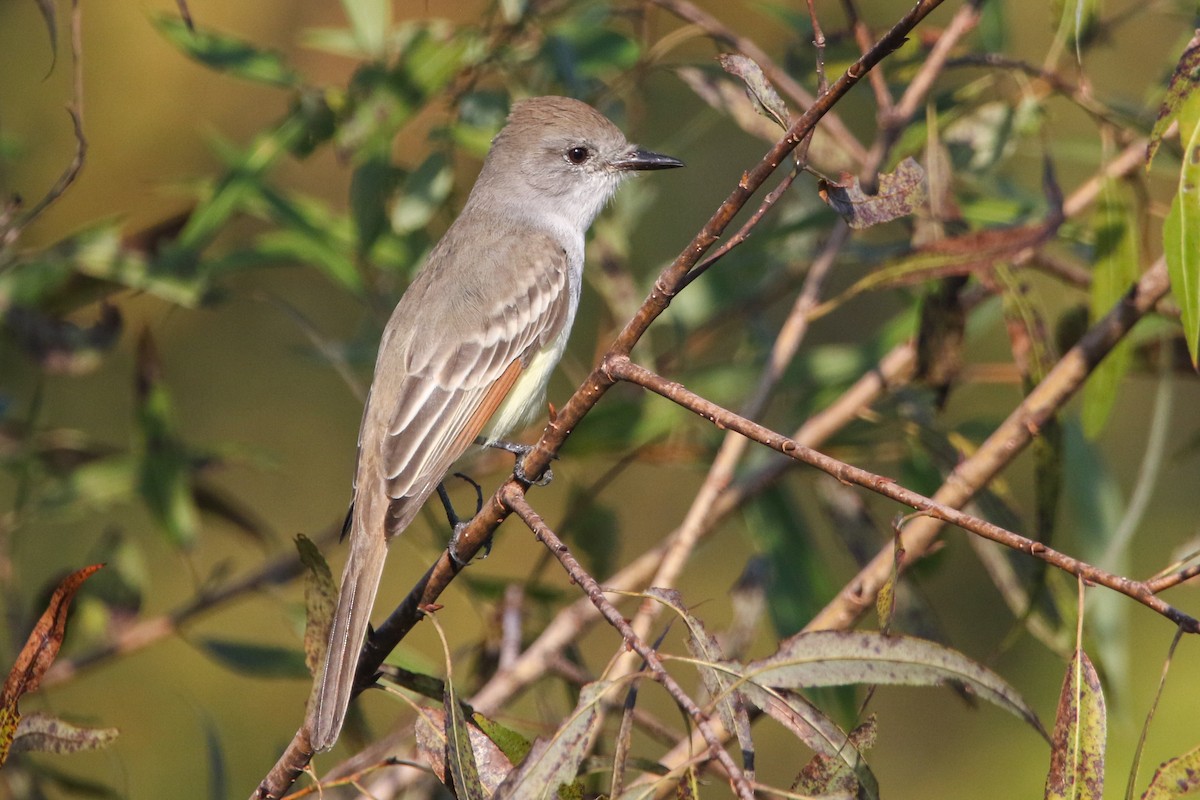 Ash-throated Flycatcher - ML645712564