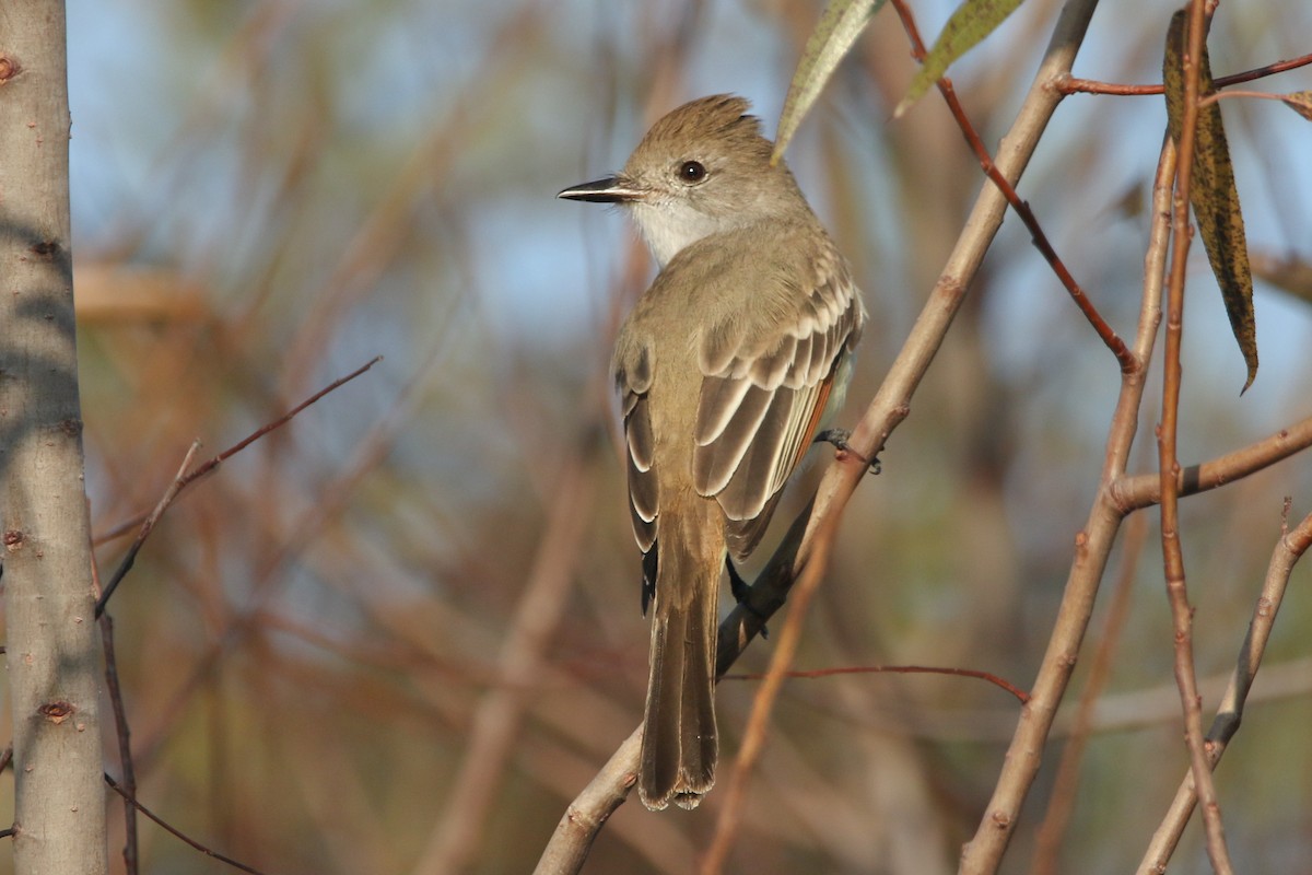 Ash-throated Flycatcher - ML645712565